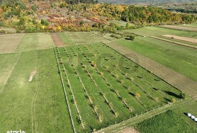 Teren de 13965 mp, în Aușeu - 5