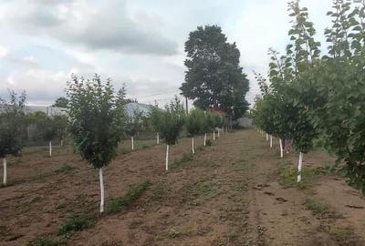 Casă cu 5 camere cu Teren 2500 Mp în Central - 6