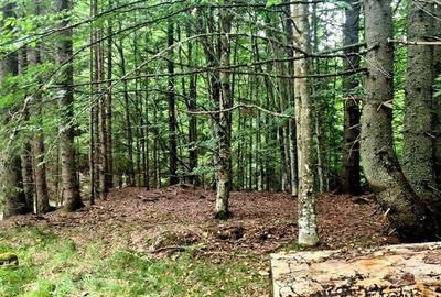 Teren 7 ha, Lac Vidraru, Podis Molivis - 4