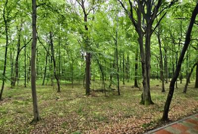 Teren de 22500 mp, în Păulești - 6