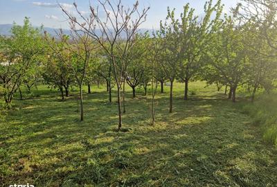 Teren de 1250 mp, în Șura Mare - 13