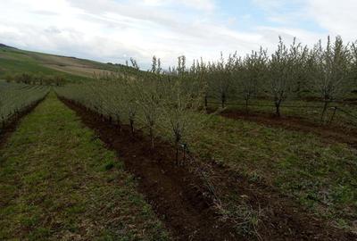Teren de 65000 mp, în Mărtinești - 1