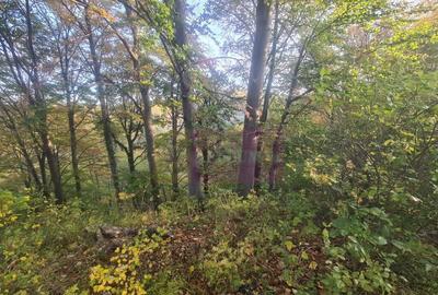 Teren intravilan de vanzare in Telega - 3