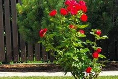 Casă individuală cu 7 camere cu Canalizare în Iancu Nicolae - 6