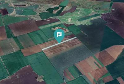 Teren 30.000 mp la drum asfaltat Peciu Nou - 2