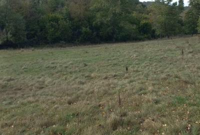 Vând teren 4 euro mp MEHADIA la 8km de BĂILE HERCULANE - 6