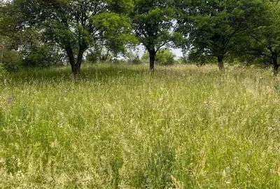 Teren intravilan 7426 mp de vanzare in Valea Doftanei utilitati la limita proprietatii - 3