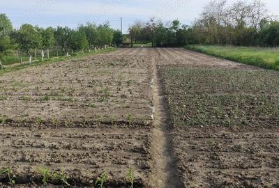 Vand casa cu teren sat Sarbova - 9