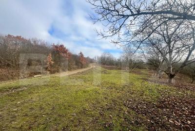 Teren extravilan, 4 hectare, langa livada de mere Ghinda - 12
