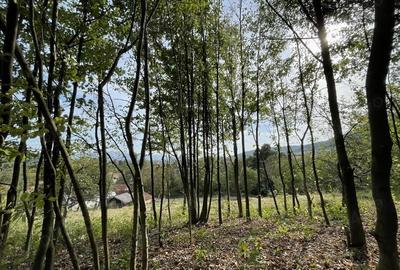 Teren de 2294 mp, în Joia Mare - 10
