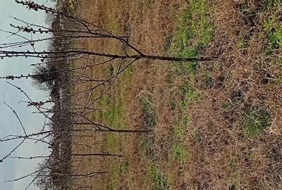 Casa Teremia Mare SI plantatie - 2