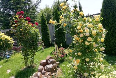 Casă cu 5 camere în Malu cu Flori - 8