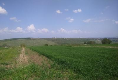 Păcurari-Platou Beldiman ( LA STEJARI SECULARI ) 490 mp , oportunitate reala - 8