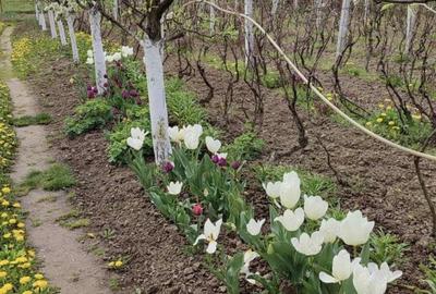 Seini casa cu 19 ari cu livada pomi si vie - 4