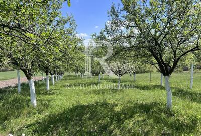 Casă cu 1 camere cu Teren 3000 Mp în Copăcel - 17