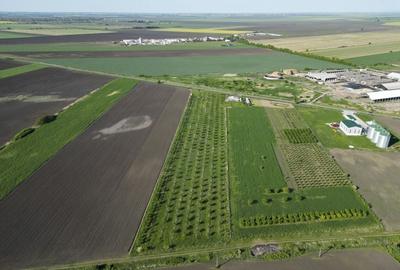 Livadă de nuci și pruni 2.4ha în Variașu Mare - 7