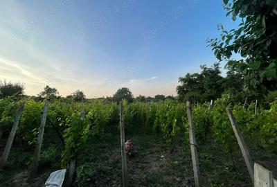 Casă cu 3 camere în Scobinți - 2