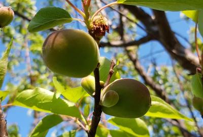 Teren Oradea 3.152 mp front 22.5 m str Fagetului - 7