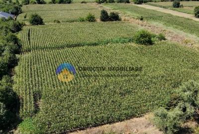 Teren intravilan 3866 mp Dumbrava Rosie - 5