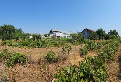 Vanzare teren Clinceni strada Principala Vanzare teren Clinceni strada Principala - 14