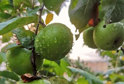 Vila de vanzare zona de munte - 6