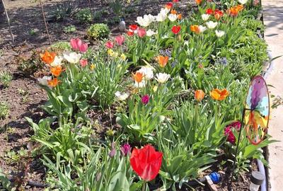 Casă cu 3 camere cu Teren 2155 Mp în Traian - 18