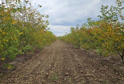 Teren de 140000 mp, în Arva - 1