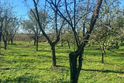 Casă cu 5 camere în Livada - 7