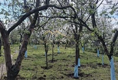 Vila 9 camere***gradina cu pomi fructiferi//1085 mp teren***Dragomiresti-Deal - 21