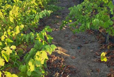 Galati Beresti - De vanzare 1 hectar plantatie de vita de vie si casa cu utilitati - 4