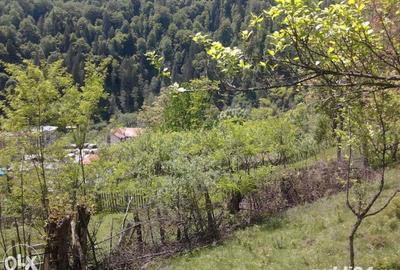 Teren de 5062 mp, în Voineasa - 9