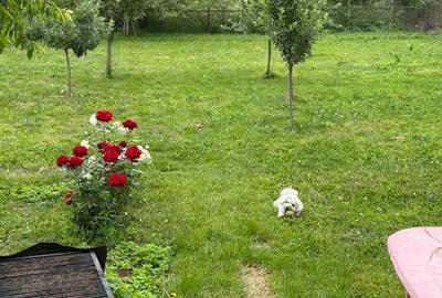 Casa cristian 1152 mp 235 mii cash centru schimb apartament-garsoniera +- dif - 9