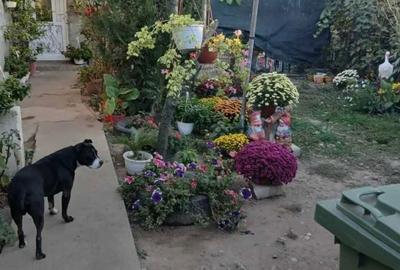 Casă cu 3 camere în Vidra - 2