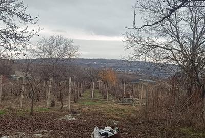 Teren Construcții intravilan de 5200 mp, în Goruni - 3