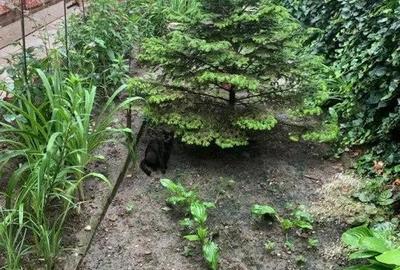 COMISION 0% Casa cu 5 camere cu 735 mp teren zona Traian - 2