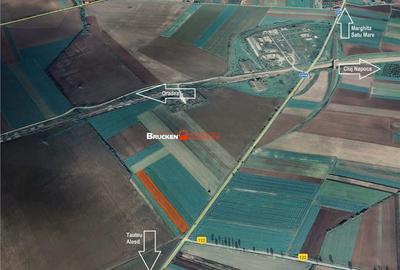 Teren de 5935 mp, în Tăut - 1