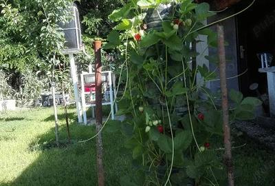 Casă cu 5 camere cu Teren 2100 Mp în Ordoreanu - 5