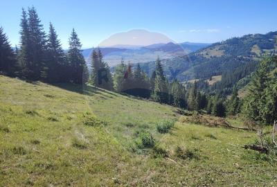 Teren de 24581 mp, în Panaci - 13