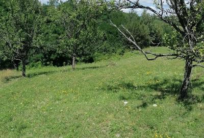 Teren de 8000 mp, în Dealu Mare - 6