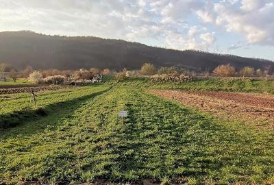 Teren de 708 mp, în Tău - 3
