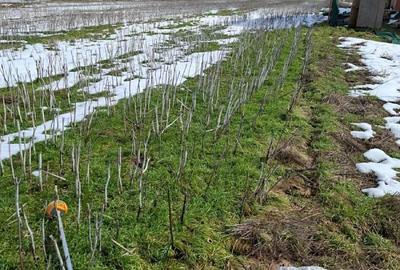 Teren de 350 mp, în Berceni
