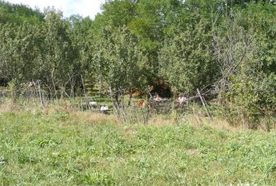 Teren de 2070 mp, în Vârfuri - 4