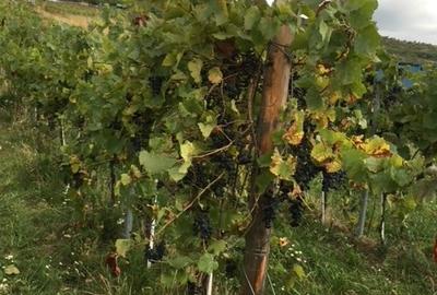 Teren agricol extravilan de 185746 mp, în Șiria - 1