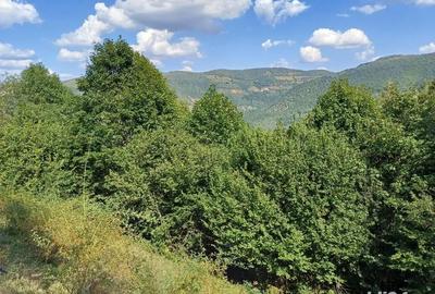 Teren de 3000 mp, în Măguri - 5