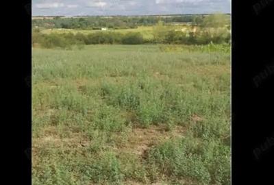 Teren de 3750 mp, în Husasău de Tinca - 8