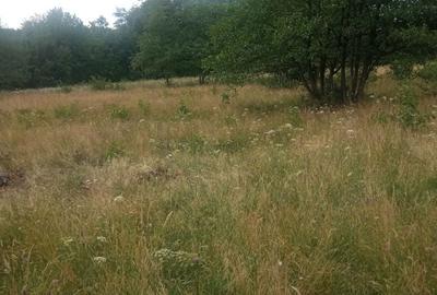 Teren de 5000 mp, în Vicovu de Sus - 5