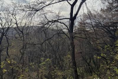 Teren de 8271 mp, în Cerbăl - 4