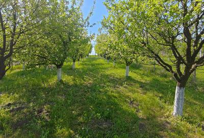 Teren intravilan de 1000 mp, în Daia - 5