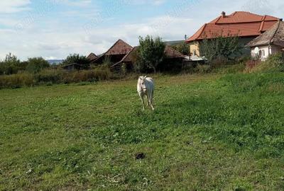 Vand casa cu gradina - 9