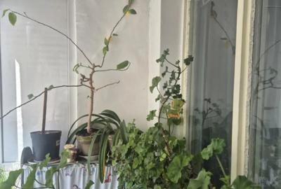 Apartament cu 2 camere decomandat în Astra - 1